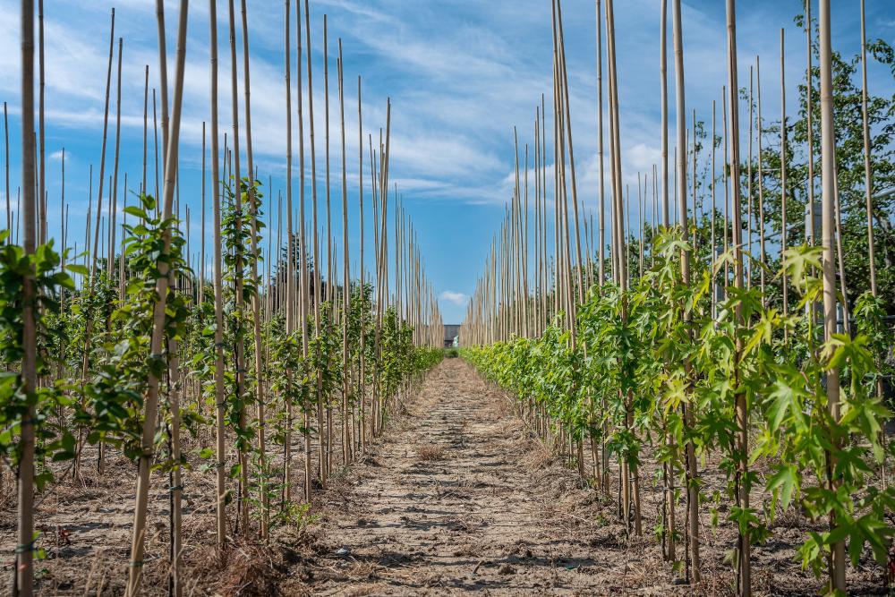 Bomenenzo boomkwekerij