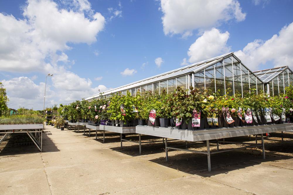 Gartenpflanzen Gartenpflanzen