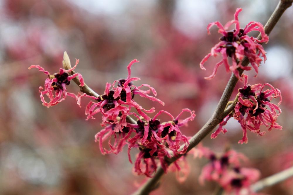 schneiden Bäume schneiden