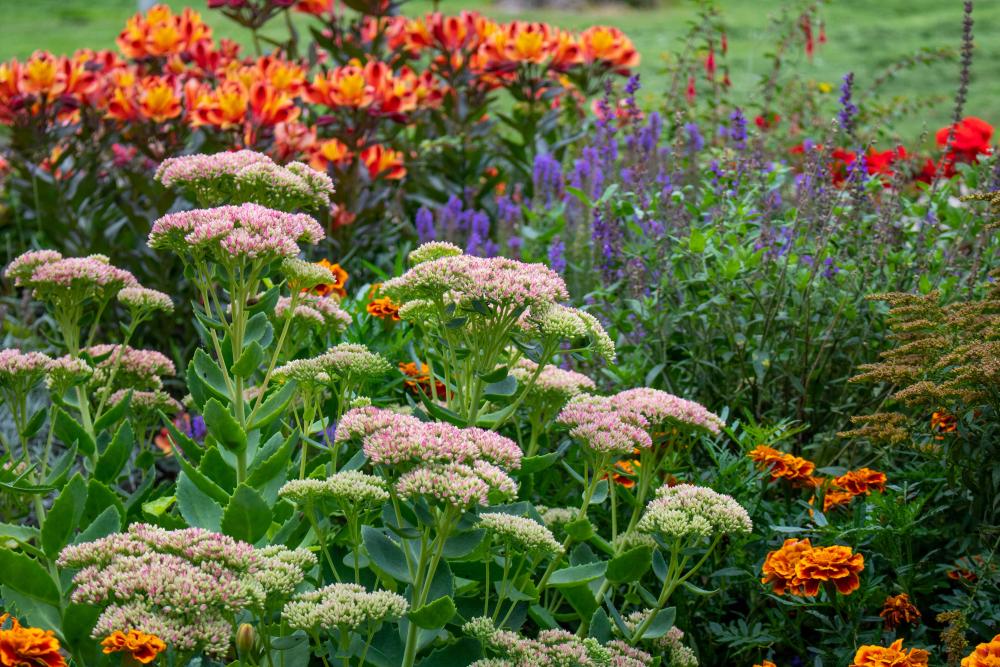 Garten Gartenpflanzen
