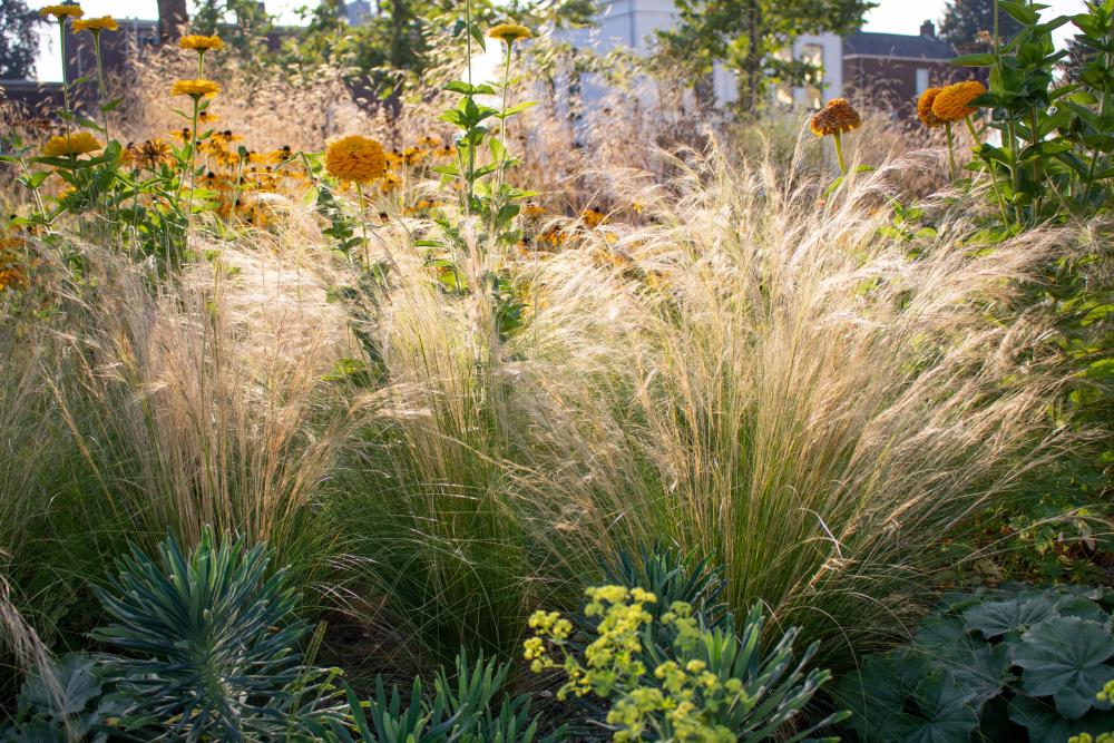 Ziergräser Gartenpflanzen