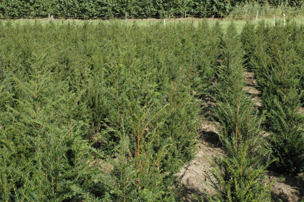 Taxus