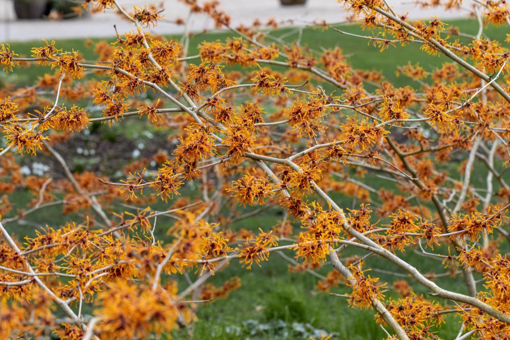 Bäume laden Bäume laden