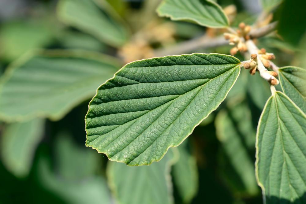 Baumschuleonline Baumschuleonline