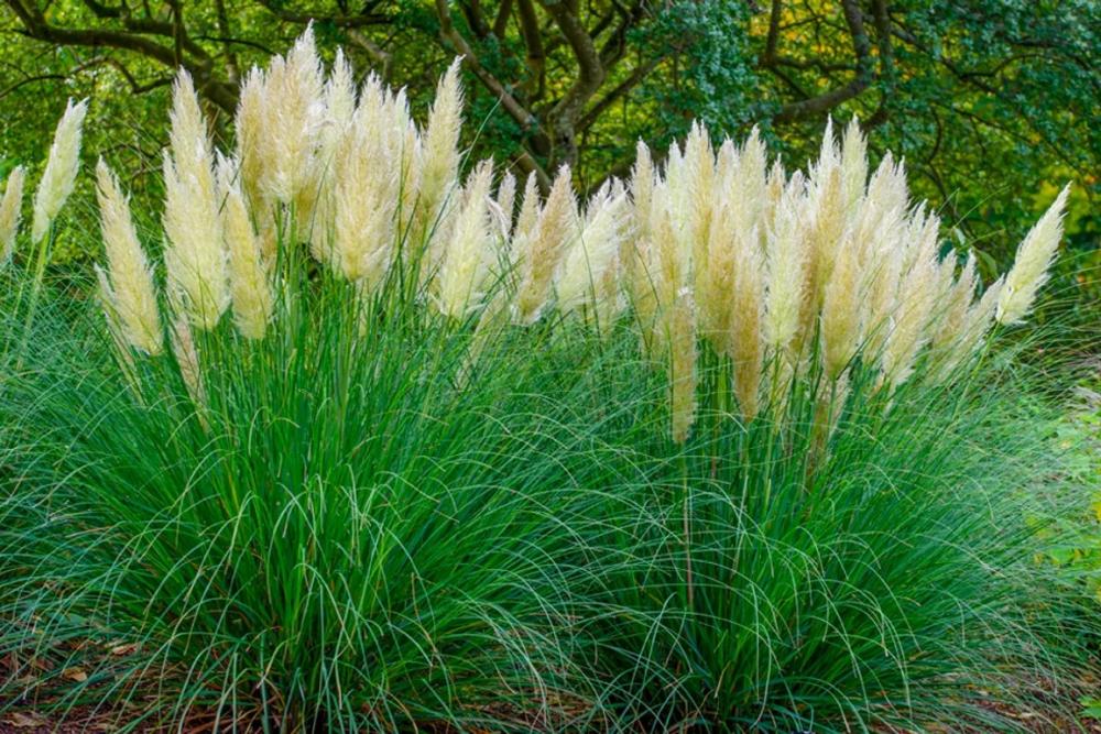 Baumschuleonline Ziergräser