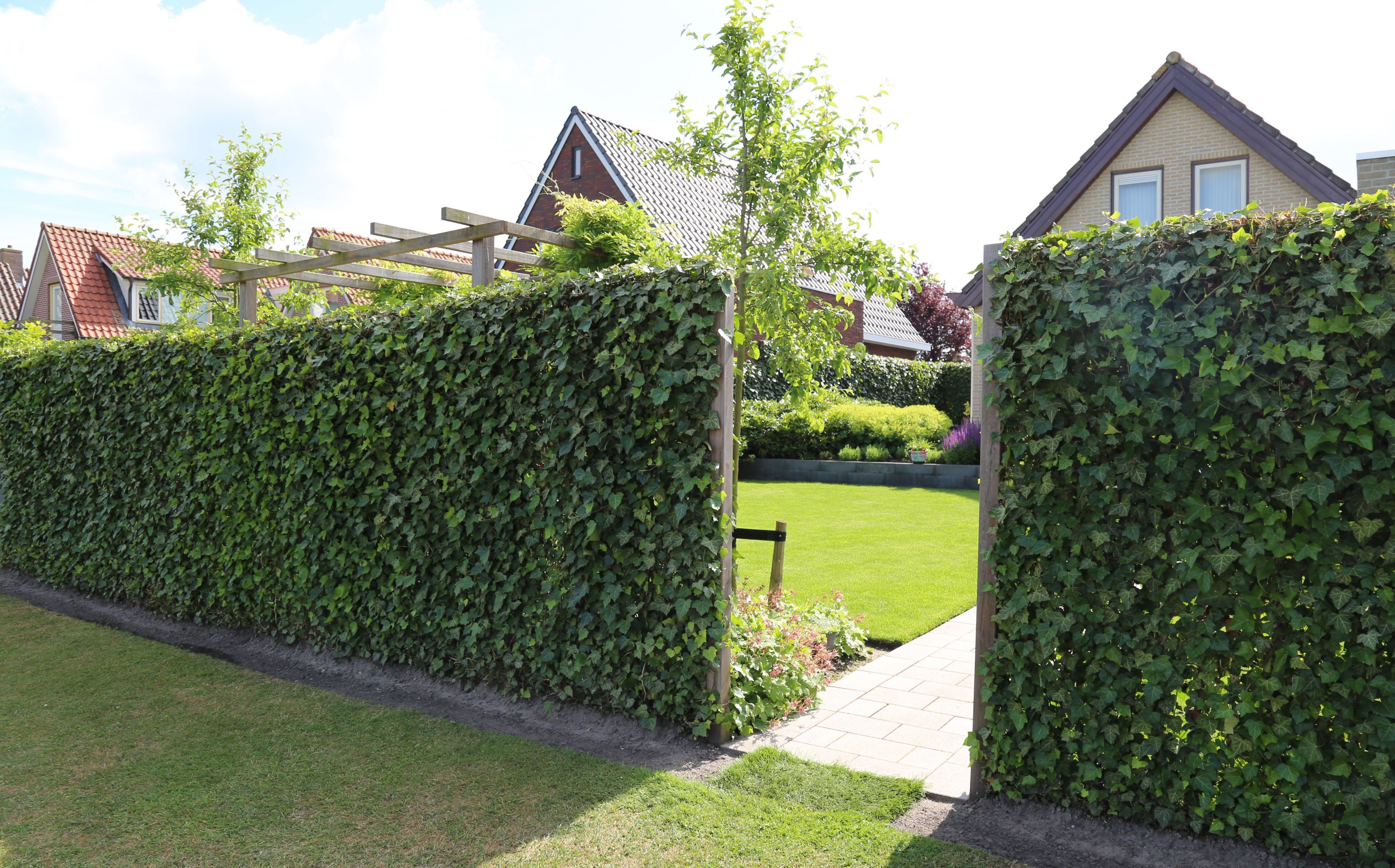 Hedera schutting als tuinafscheiding