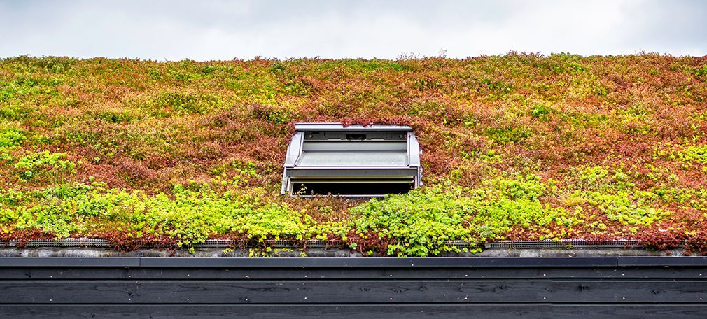 Sedum Dachbegrnung: was ist es und wie geht man vor?
