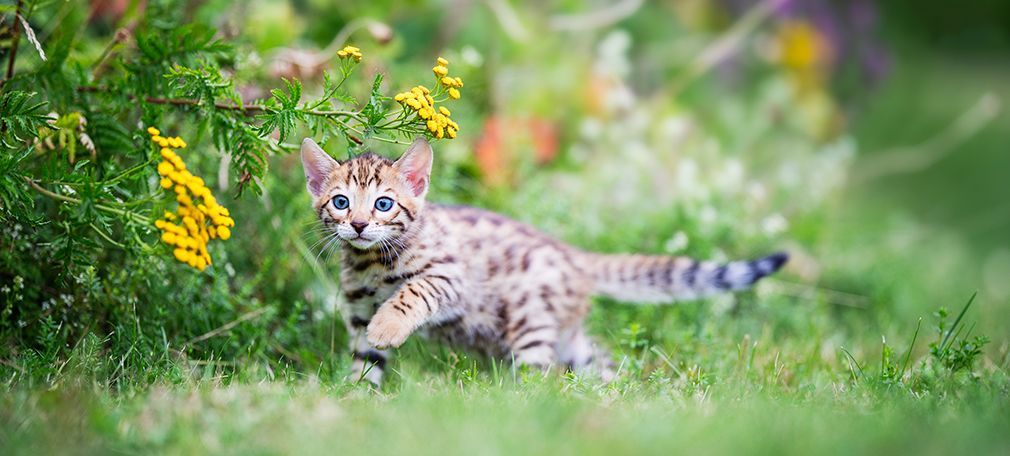 Welche Pflanzen sind giftig fr Katzen und Hunde?