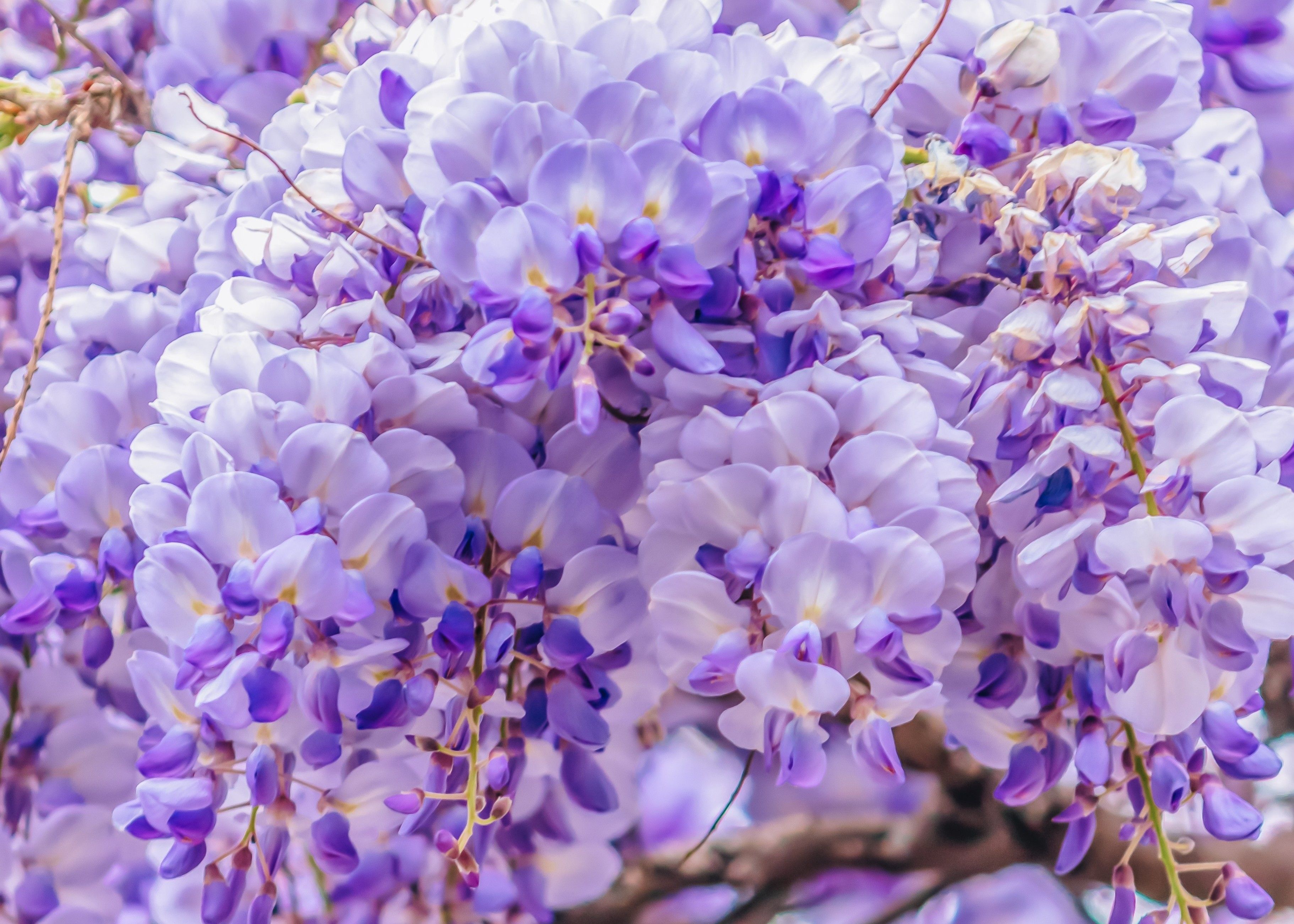 sweet plum bonsai Bonsai Sweet Plum | Vibrant Foliage main image 0