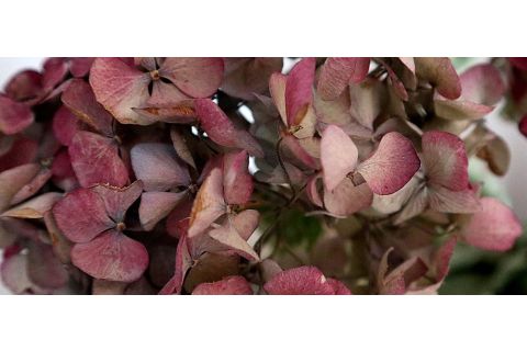 Bloemen drogen uit eigen tuin