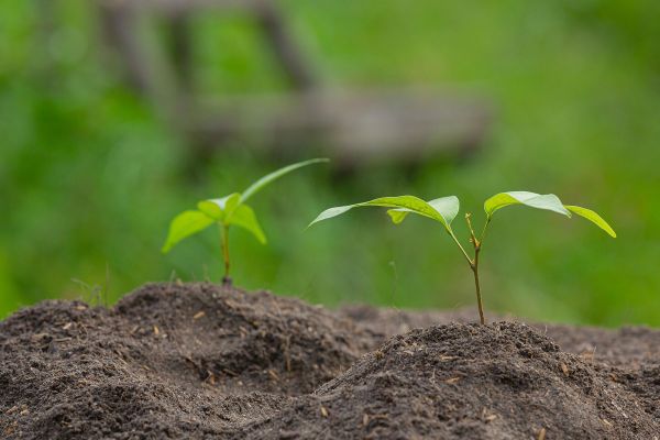 Warum ist ein gesunder Gartenboden wichtig?
