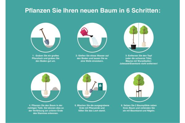 Wie pflanze ich einen Baum ?