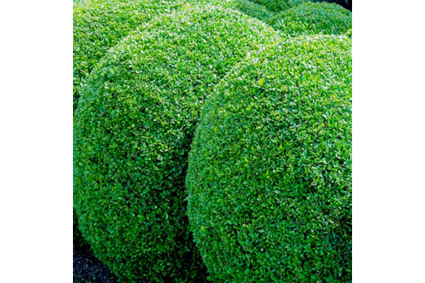 buxus vervanger