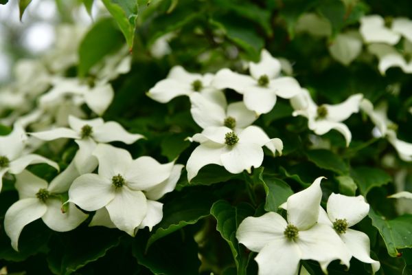Winterhärtesten Bäume für den Garten