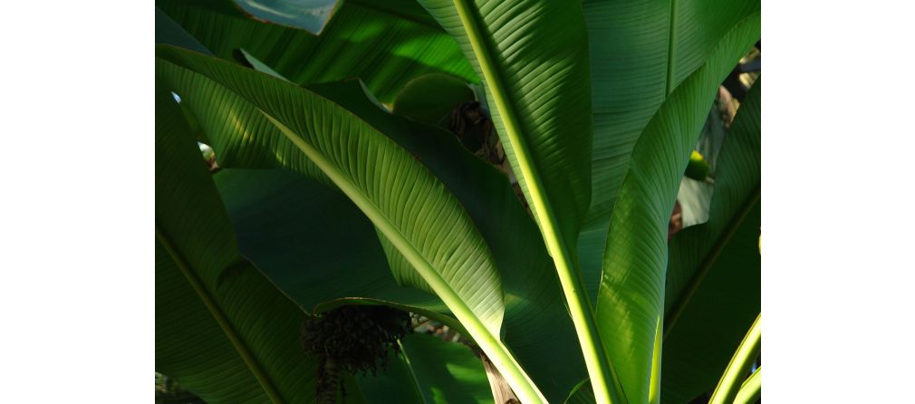 Exotische planten voor vakantie in eigen tuin