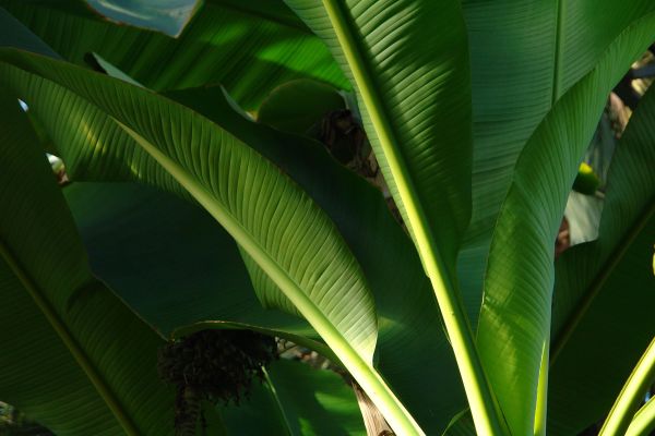Exotische planten voor vakantie in eigen tuin
