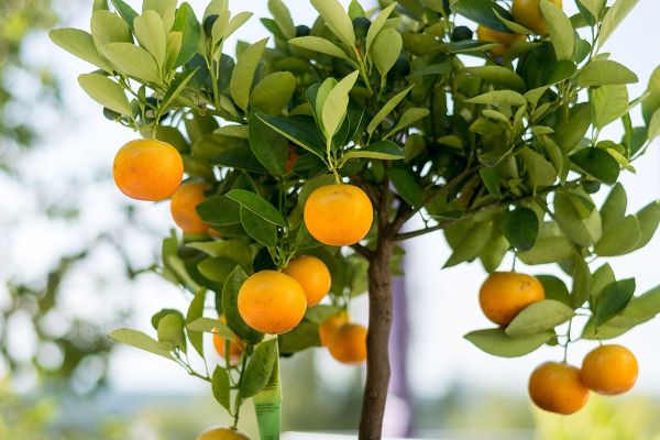 Obstbäume und -Pflanzen für den Balkon