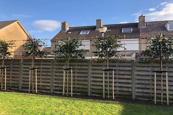 Groenblijvende bomen
