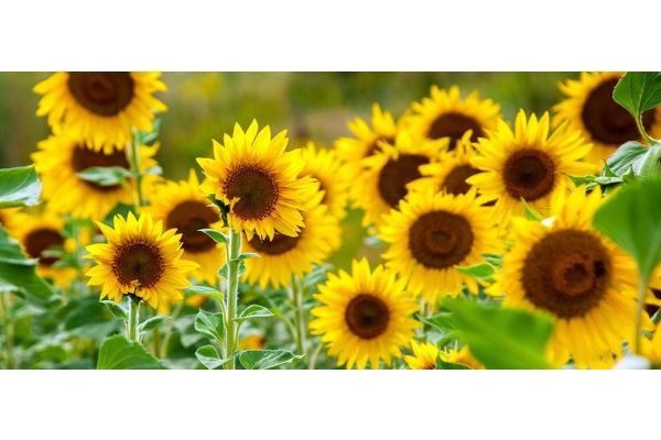 Den Garten auf die Hitze vorbereiten: wie macht man das?