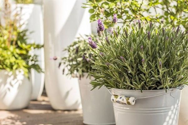 Tuin in Ibiza stijl: creëer jouw eigen boho-paradijs