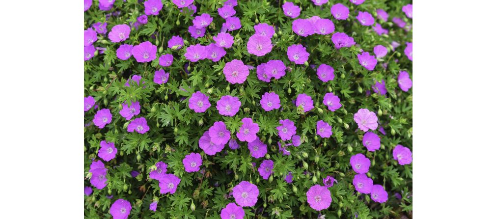 Ooievaarsbek Geranium in jouw tuin