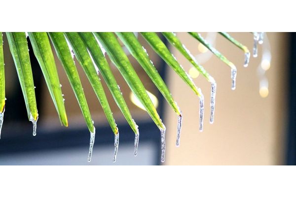 Wie beschütze ich meine palme oder meinen olivenbaum gegen frost?