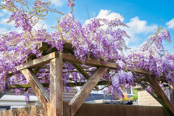 Welke planten zijn geschikt voor een pergola?