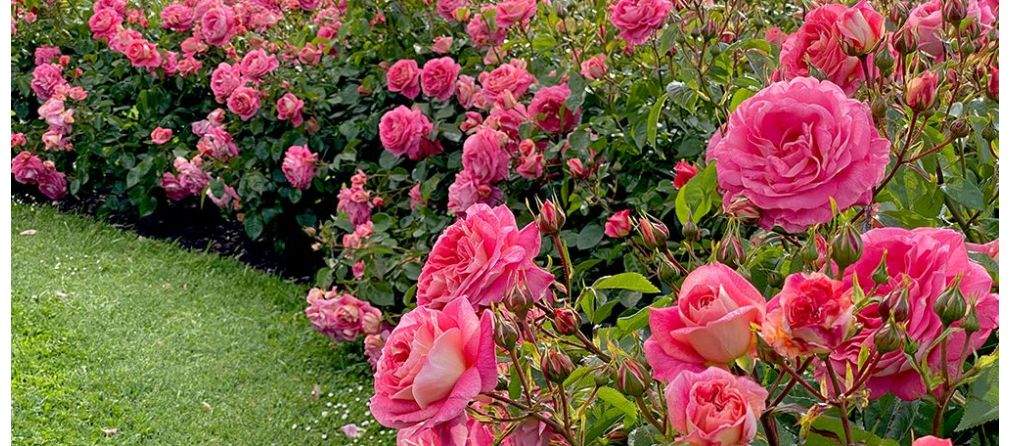 Tuin rozen snoeien