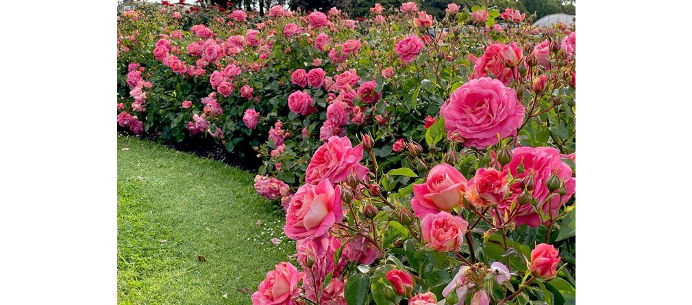 Tuin rozen snoeien