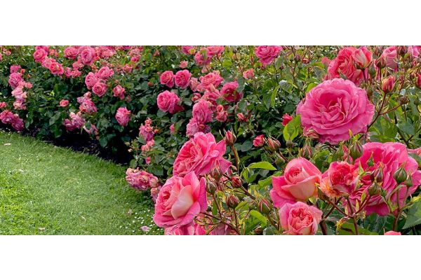 Gartenrosen schneiden: wann und wie?