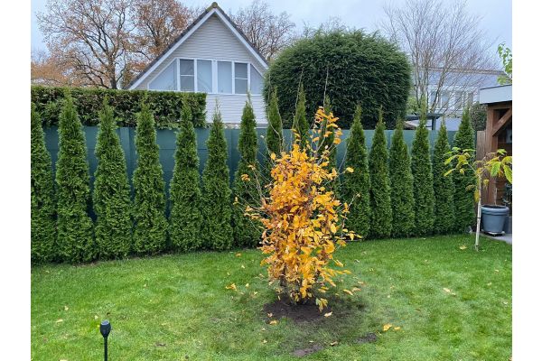 Hecke pflanzen