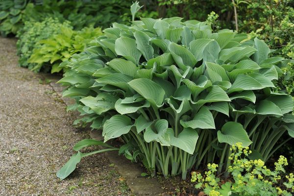 Tuin op het noorden