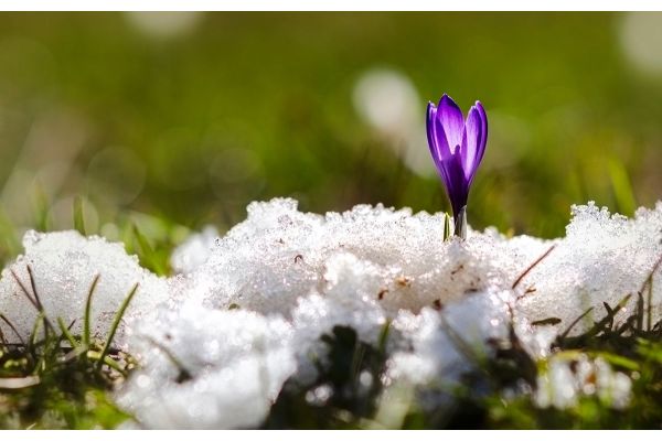 Gartentipps Februar