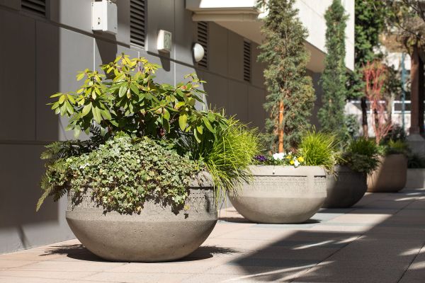 Vaste planten in pot
