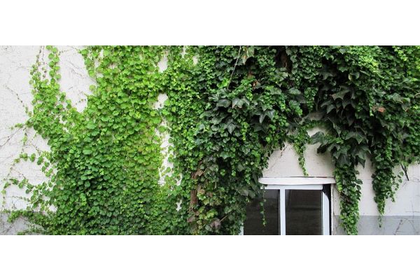 Die Vorteile von Kletterpflanzen im Überblick 