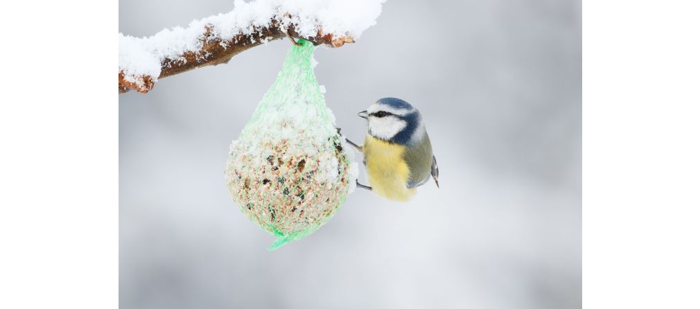 Wintertuin vogels voeren - tuinkalender januari