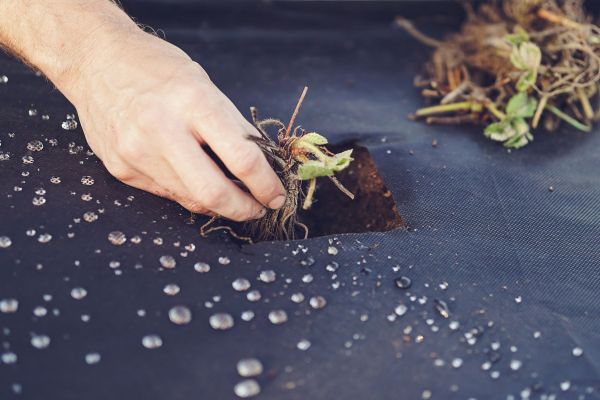 Worteldoek: wel of niet?