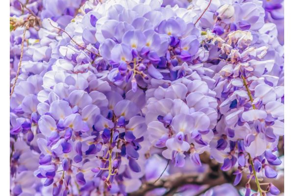 Wie schneidet man den blauregen?