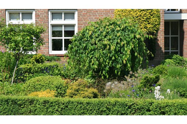 Wie schneidet man einen Kugelbaum?