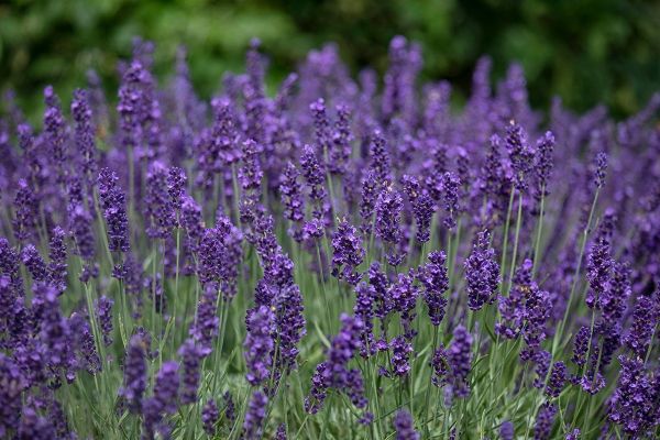 Lavendel snoeien