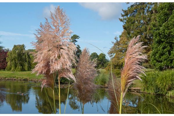 Ziergras mit festen Pflanzen kombinieren