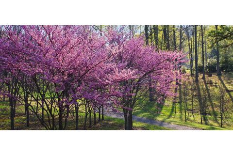 Top 10 kleurrijke bomen