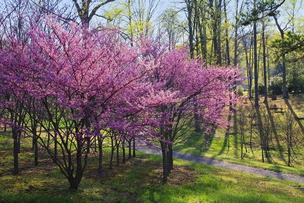 Top 10 kleurrijke bomen