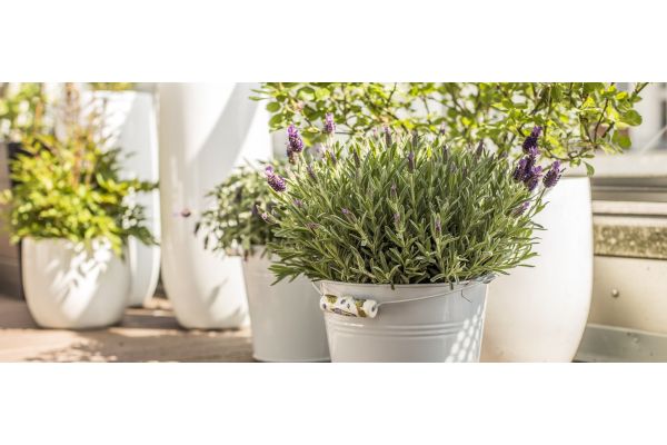 Garten im Ibiza-Stil: Schaffen Sie sich Ihr eigenes Boho-Paradies