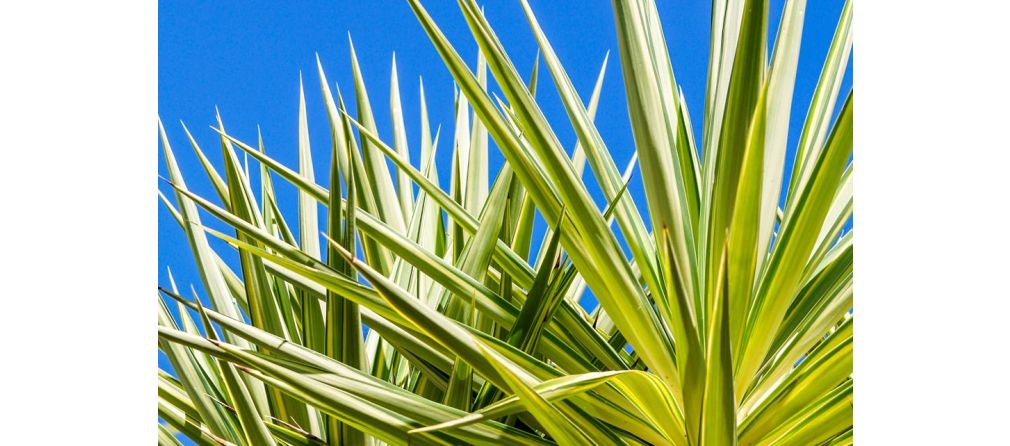 Droogtebestendige vaste planten voor de tuin - Yucca
