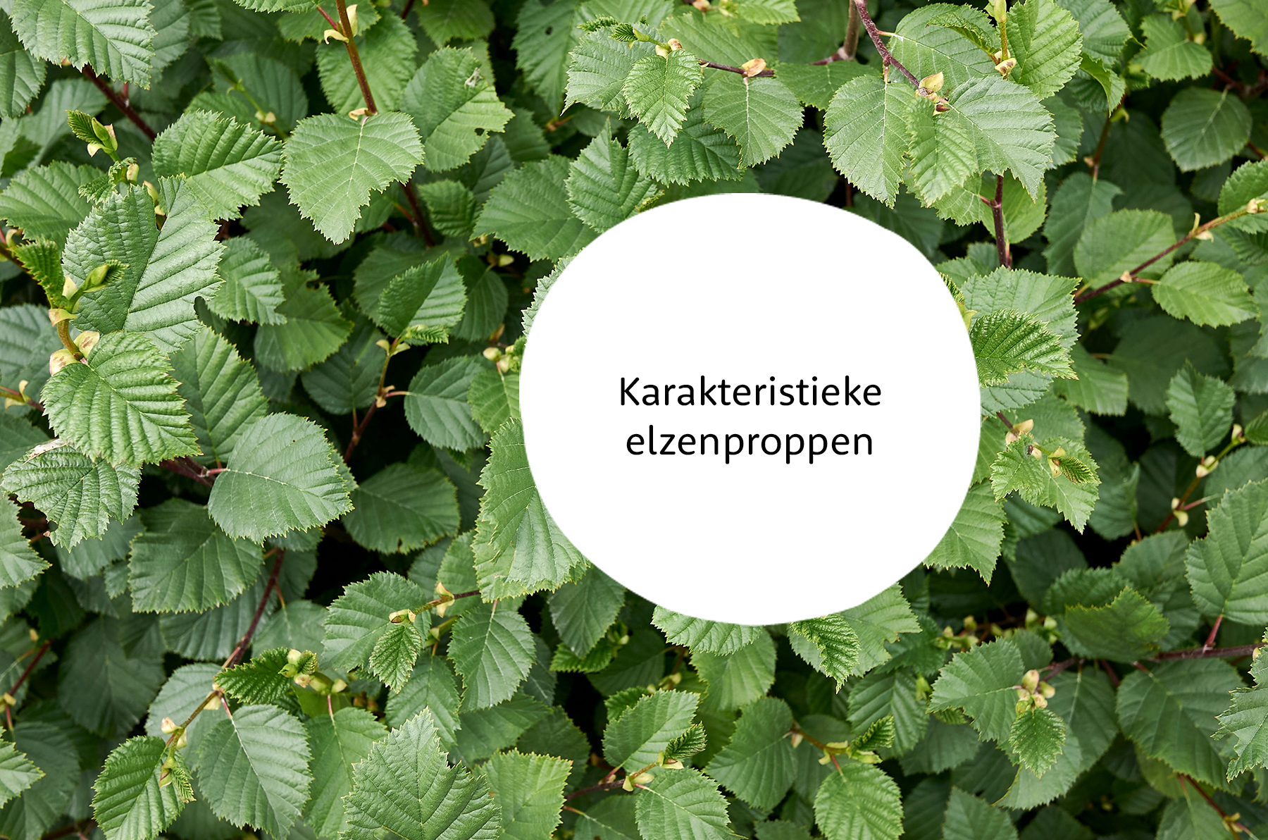 Alnus familie