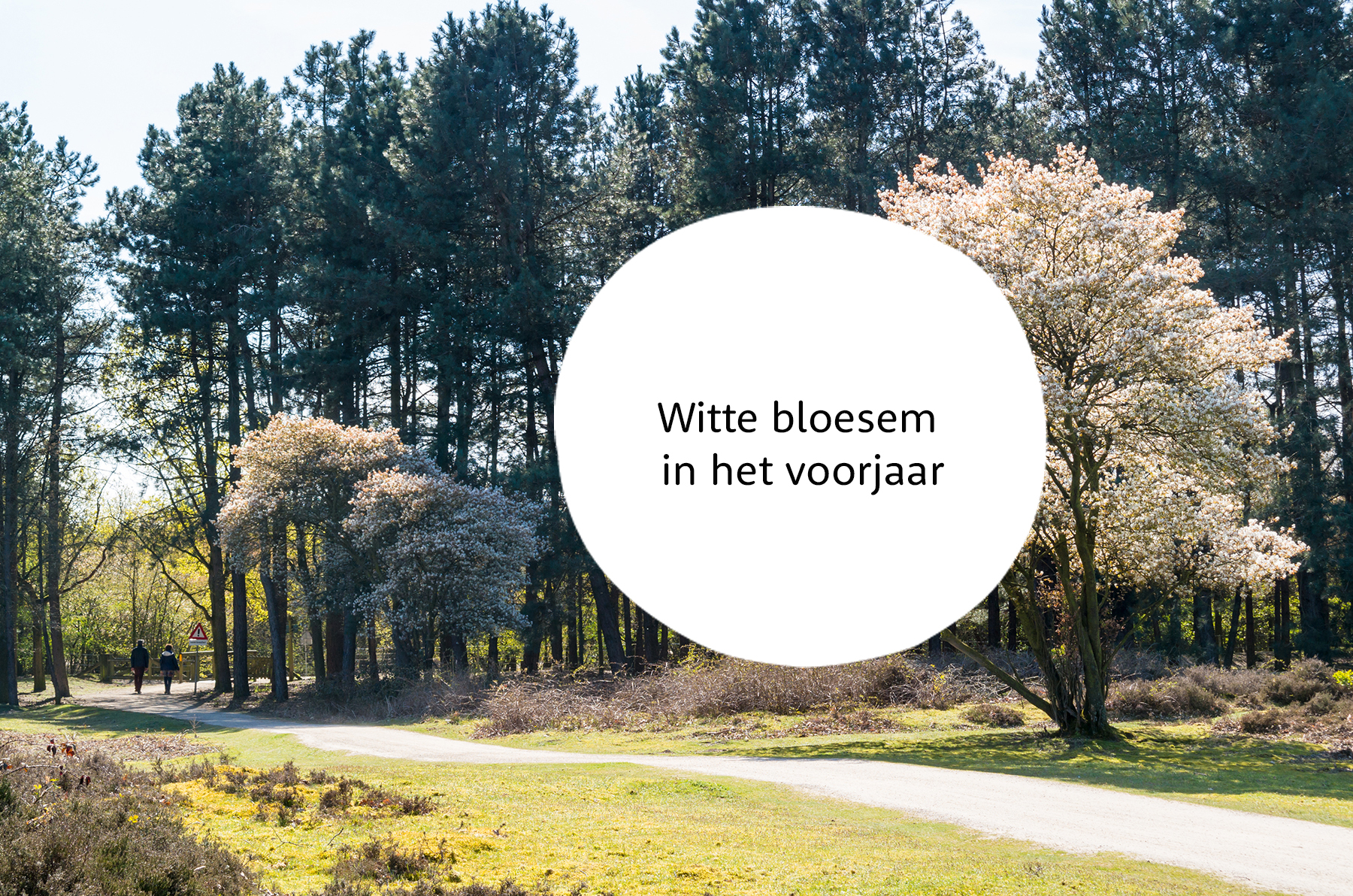 Amelanchier familie