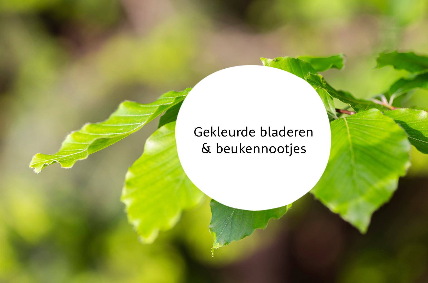 Beukenboom familie