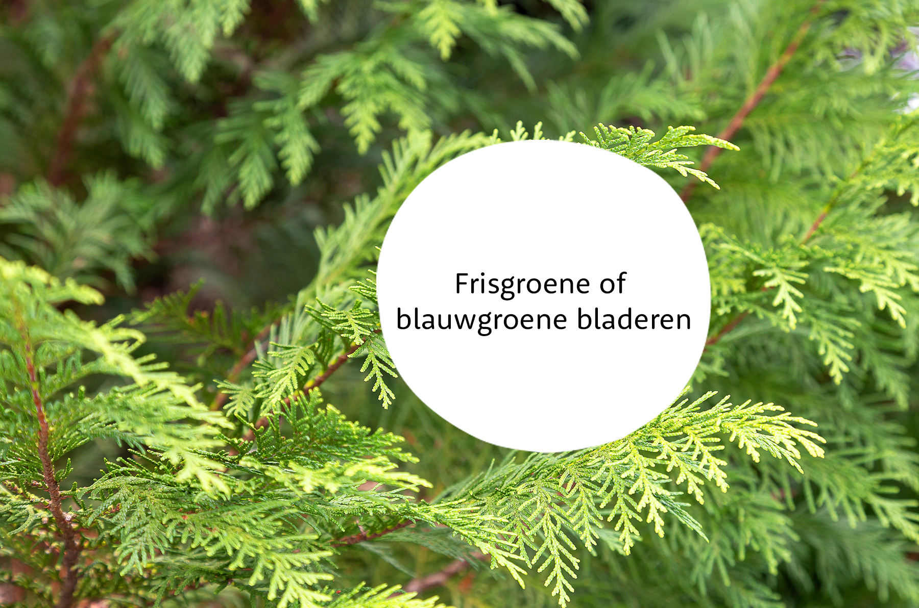 Chamaecyparis familie