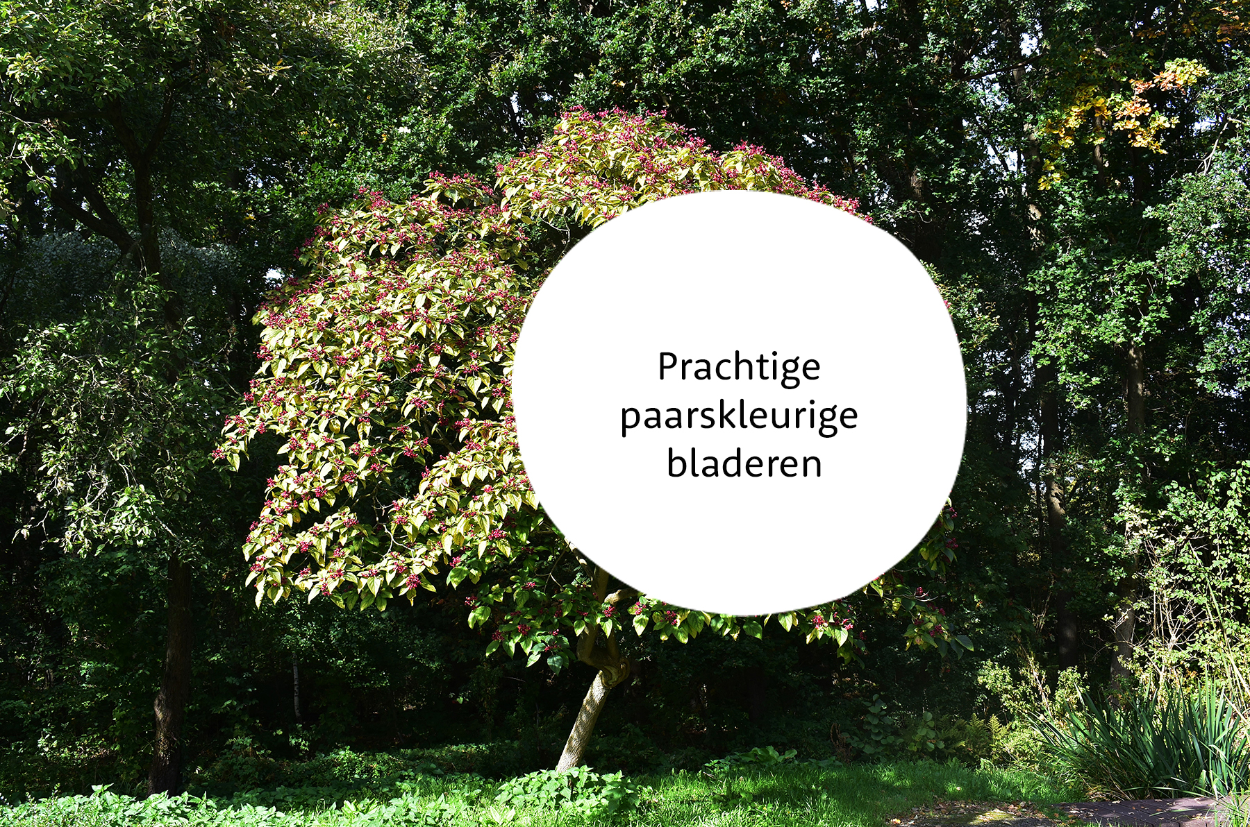 Clerodendrum familie
